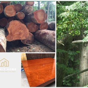 Tủ bếp gỗ xoan đào- Gỗ Xoan Đào Vietkit Home